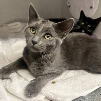 Diablo -  Domestic Short Hair Cat for Adoption in Dayton, Ohio - Diablo | PetCurious