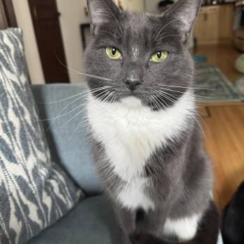 Francis -  Domestic Short Hair Cat for Adoption - Francis | PetCurious