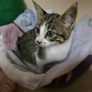 Wayne -  Domestic Short Hair Cat for Adoption in Wichita, Kansas - Wayne | PetCurious