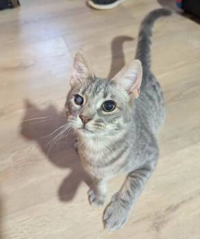 Phillip -  Domestic Short Hair Cat Available for Adoption in Little Falls, Minnesota - Phillip | PetCurious