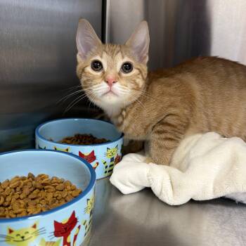 Mr. Quakers -  Domestic Short Hair Cat for Adoption in Collierville, Tennessee - Mr. Quakers | PetCurious