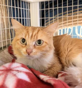 Clementine -  Domestic Medium Hair Cat for Adoption in Redmond, Oregon - Clementine | PetCurious