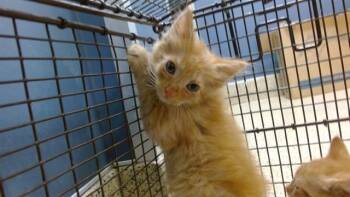 FENRIR -  Domestic Long Hair Cat Available for Adoption in Doral, Florida - FENRIR | PetCurious