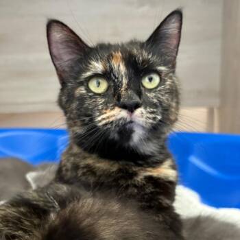 Domestic Short Hair Cats Available for Adoption in Hemet, California - Percy | PetCurious