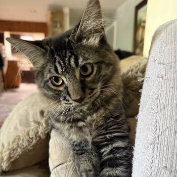 Rescue Domestic Medium Hair Cats for Adoption in Los Angeles, California - Bear | PetCurious