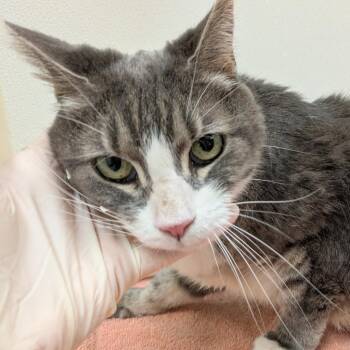 Elsie -  Domestic Short Hair Cat for Adoption in Oshkosh, Wisconsin - Elsie | PetCurious