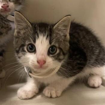 Domestic Short Hair Cats Available for Adoption in Lake Panasoffkee, Florida - Sitka | PetCurious