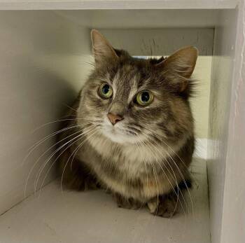 Nesryn -  Domestic Long Hair Cat for Adoption in Fargo, North Dakota - Nesryn | PetCurious