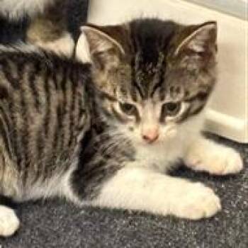Domestic Short Hair Cats Available for Adoption in Cumming, Georgia - Audrey Hepburn | PetCurious
