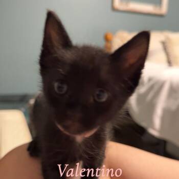 American Shorthair Cats Available for Adoption in Waggaman, Louisiana - Valentino | PetCurious