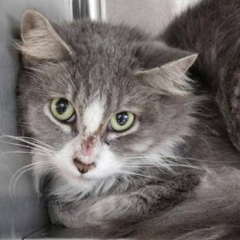 Toucan -  Domestic Medium Hair Cat for Adoption in Phoenixville, Pennsylvania - Toucan | PetCurious