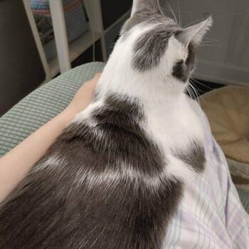 Animal Cracker -  Domestic Short Hair Cat for Adoption in Toronto, Ontario - Animal Cracker | PetCurious
