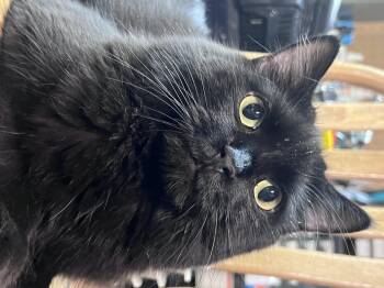 Rescue Domestic Medium Hair Cats for Adoption in Bridgeport, Nebraska - Bellatrix | PetCurious