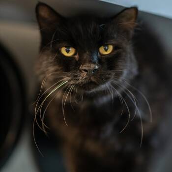 OH HENRY-31053 -  Domestic Long Hair Cat for Adoption in Memphis, Tennessee - OH HENRY-31053 | PetCurious