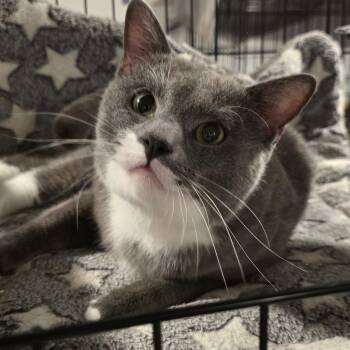 Rescue Tuxedo Cats for Adoption in North Bergen, New Jersey - Orion - Our Angel From The Stars | PetCurious