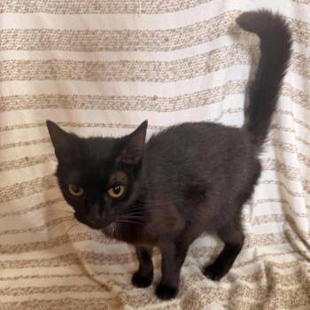 Speckle (SJ) -  Domestic Short Hair Cat for Adoption in Morganfield, Kentucky - Speckle (SJ) | PetCurious