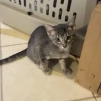 Carson -  Domestic Short Hair Cat for Adoption in Liverpool, Texas - Carson | PetCurious