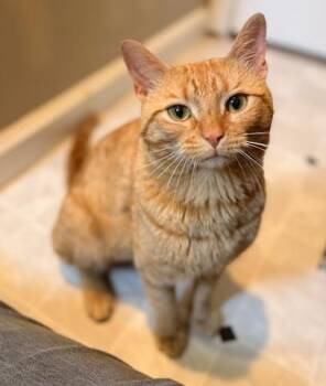 Tate -  Tabby Cat Available for Adoption in Indianapolis, Indiana - Tate | PetCurious