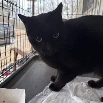 Domestic Short Hair Cats Available for Adoption - Astra | PetCurious