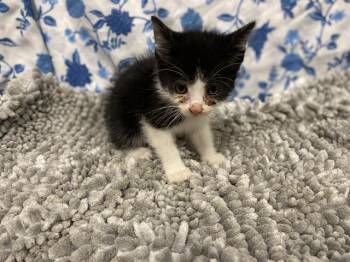 A612071 -  Domestic Medium Hair Cat for Adoption in Modesto, California - A612071 | PetCurious