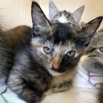 Coke Float -  Domestic Short Hair Cat for Adoption in Carencro, Louisiana - Coke Float | PetCurious