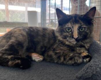 Kanga -  Domestic Short Hair and Domestic Medium Hair Cat for Adoption in Mcpherson, Kansas - Kanga | PetCurious