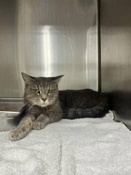 A574526 -  Domestic Short Hair Cat for Adoption - A574526 | PetCurious