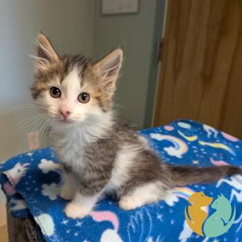 Domestic Medium Hair Cats Available for Adoption in Toledo, Ohio - Atom | PetCurious