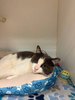Stoney (Mill Springs) -  Domestic Short Hair Cat for Adoption in Johnson City, Tennessee - Stoney (Mill Springs) | PetCurious