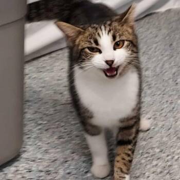 Domestic Short Hair Cats Available for Adoption - Mittens | PetCurious