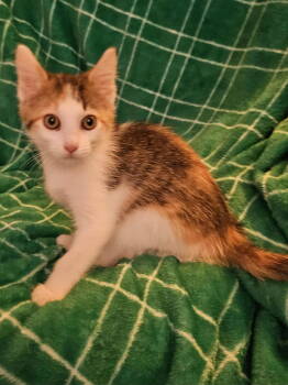 Rescue Domestic Short Hair Cats for Adoption in WDM, Iowa - Frenchie | PetCurious