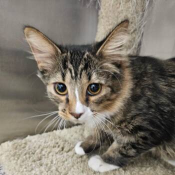 Lumber -  Domestic Short Hair Cat for Adoption in Grantsville, Utah - Lumber | PetCurious
