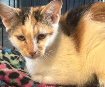 CHARM -  Domestic Short Hair Cat for Adoption in Elizabethton, Tennessee - CHARM | PetCurious