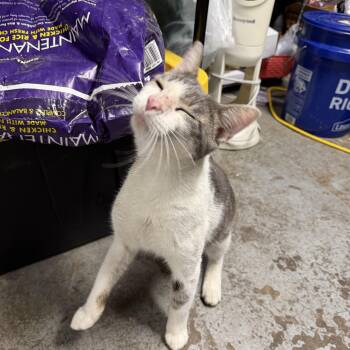 Mr. Tommy Pink -  Domestic Short Hair Cat for Adoption in Bayonne, New Jersey - Mr. Tommy Pink | PetCurious