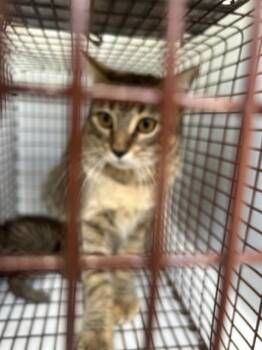 A657617 -  Domestic Short Hair Cat for Adoption in Houston, Texas - A657617 | PetCurious