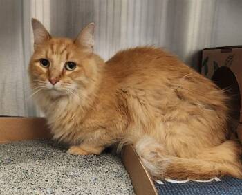 TANGO -  Domestic Long Hair Cat for Adoption in St. Louis, Missouri - TANGO | PetCurious