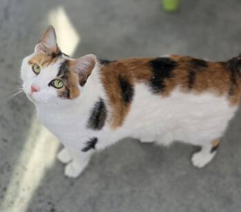 Calico Cats Available for Adoption - Kim | PetCurious