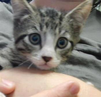 THUNDER STORM -  Domestic Short Hair Cat for Adoption in Tulsa, Oklahoma - THUNDER STORM | PetCurious