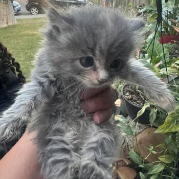 Domestic Medium Hair Cats Available for Adoption in Richmond, California - BLIP-A | PetCurious
