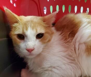 Rescue Domestic Short Hair Cats for Adoption in Kansas City, Missouri - Jackson | PetCurious