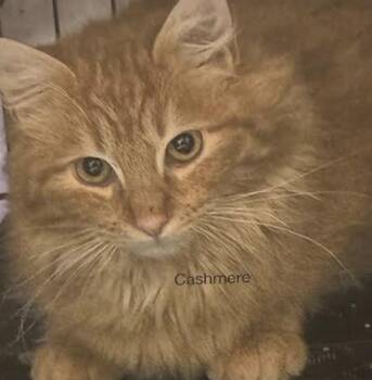 Domestic Long Hair Cats Available for Adoption - Cashmere | PetCurious