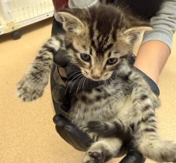 ROXIE -  Domestic Short Hair Cat for Adoption in South Lake Tahoe, California - ROXIE | PetCurious