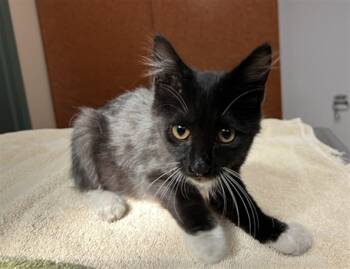 Rescue Domestic Long Hair Cats for Adoption in Rancho Cucamonga, California - UNKNOWN | PetCurious