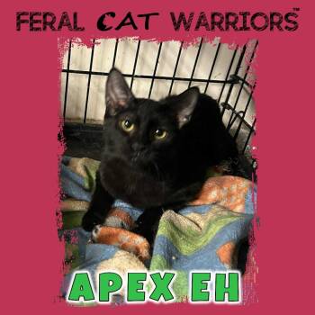 Rescue Domestic Short Hair Cats for Adoption in Kingman, Arizona - Apex EH | PetCurious