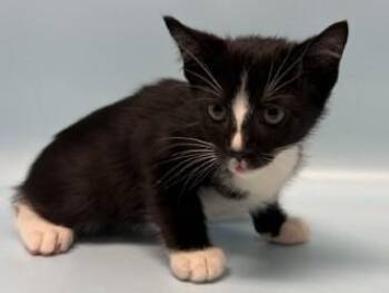 Gee -  Domestic Short Hair Cat for Adoption in Minneapolis, Minnesota - Gee | PetCurious
