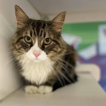 Bandit -  Domestic Long Hair and Mixed Breed Cat for Adoption in Cheyenne, Wyoming - Bandit | PetCurious