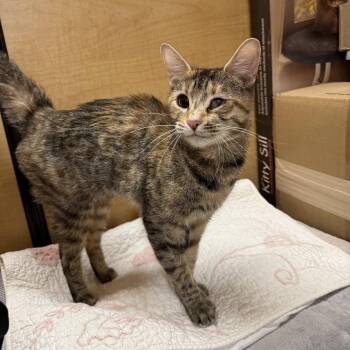 Domestic Short Hair Cats Available for Adoption - Faith | PetCurious