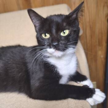 Rescue Domestic Short Hair Cats for Adoption in Tylertown, Mississippi - Harmony | PetCurious