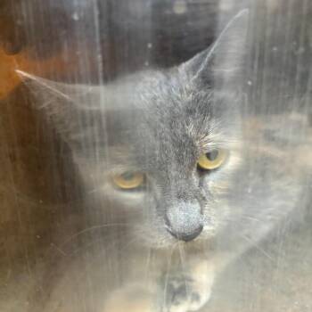 Sharky -  Domestic Short Hair Cat for Adoption in Philadelphia, Pennsylvania - Sharky | PetCurious