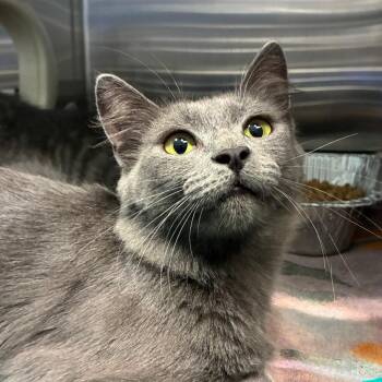 ALICE -  Domestic Short Hair Cat for Adoption in Greensboro, North Carolina - ALICE | PetCurious